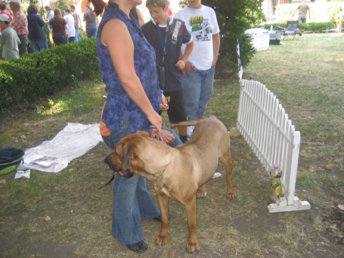 IMG_3356 - EXPO Tg Mures 2008
