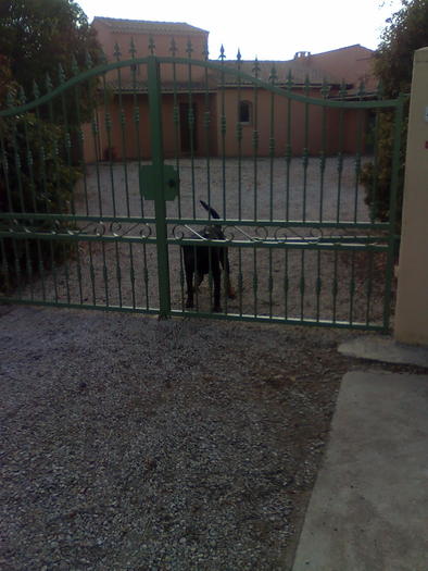 un dulau pe masura stupinei - ApiMondia