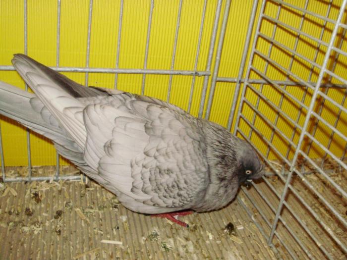 15013a koln hellgrau dunkelgesaumt 1 - 1505 partea 7