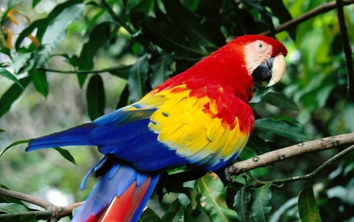 1122_Colorfull_Parrot_2 - Vibrant Colors Wallpapers