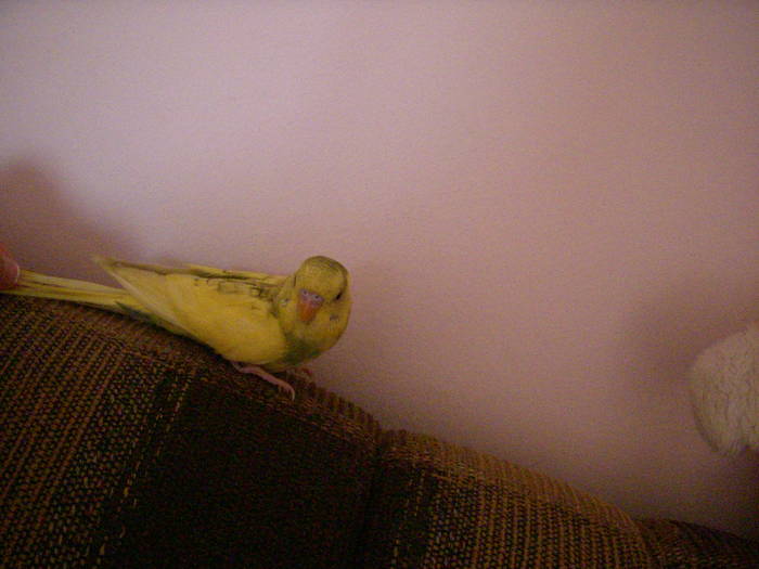 coco - 00000000 okkkkkkkkkkkkk poze coooooool cu papagalul meu COCO