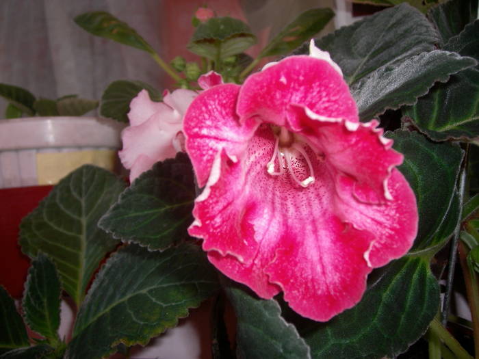 Gloxinie roz pintenata