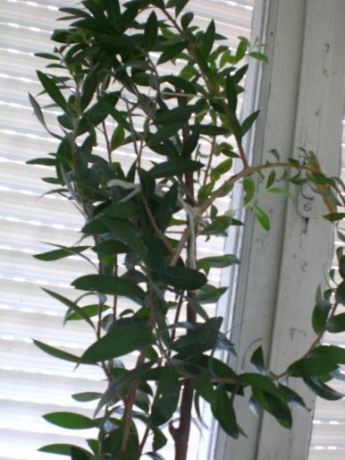 callistemun - w 2007 florile mele