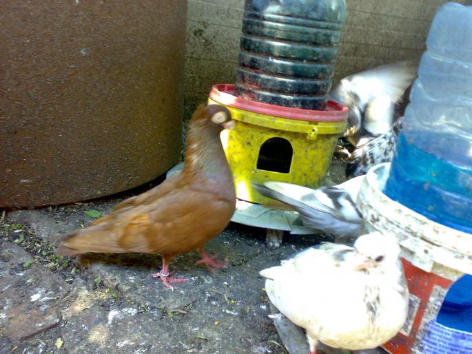 12072008635 - 1720 Gica Hanga