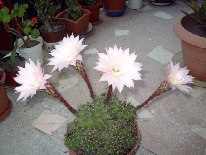 cactus mother - Plantele mamei