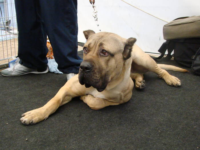 Picture 114 - Expo CACIB Cluj Napoca 15 11 2008