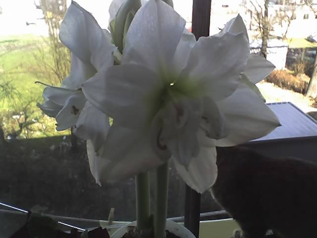15-03-09_1501 - Flowers