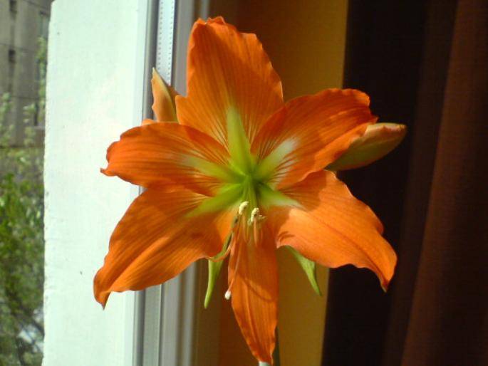 YAZUNXFJOIAUKOWIMLY - hippeastrum