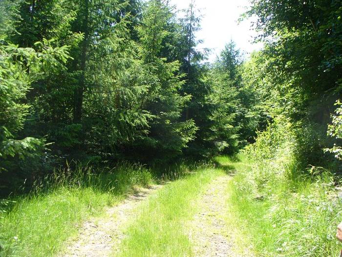 P1000580 - varful Ignis Maramures