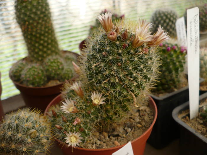 P1020714 - Cactusi 2009