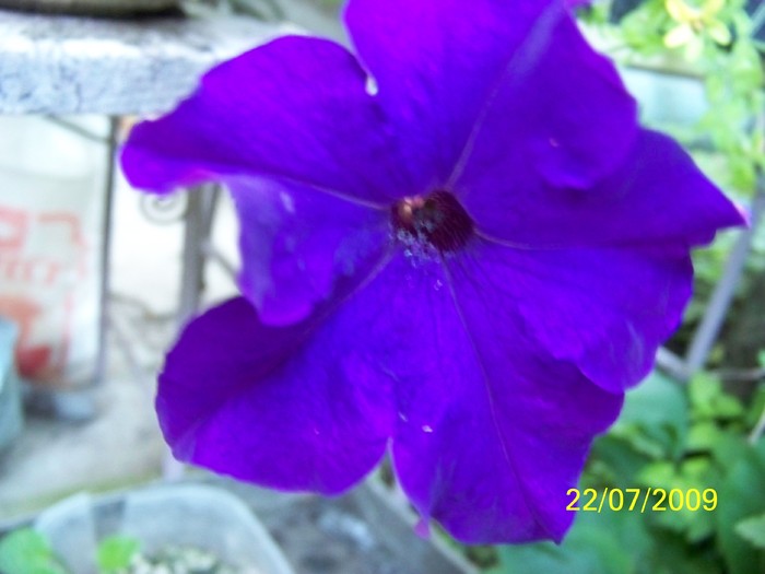 100_8432 - Iulie 2