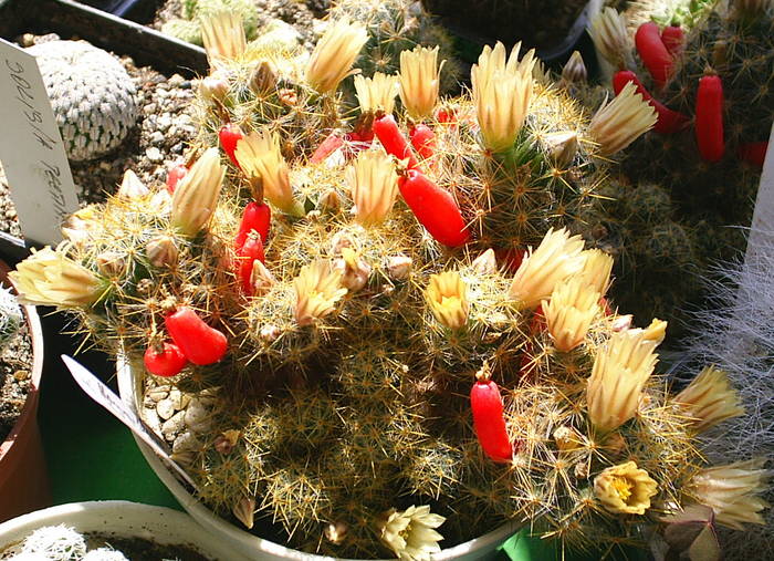 Mammillaria prolifera