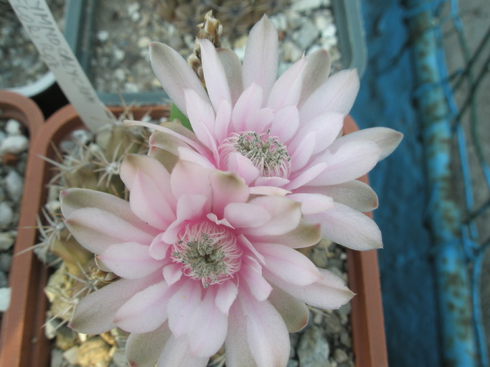 Gymnocalycium hb. - 28.08 - Gymnocalycium