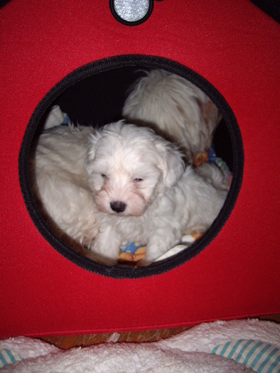 Bichon Maltese; Alisya 6 sapt
