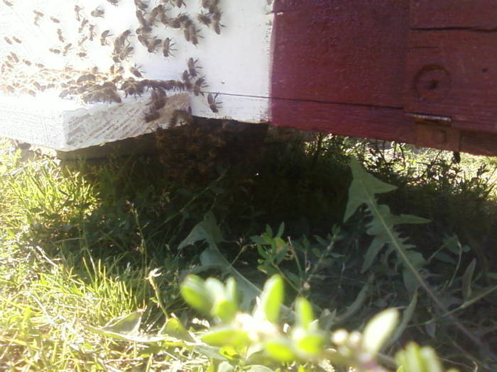 Fotografii-0032 - apicultura