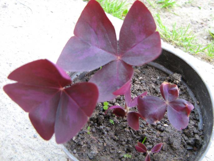 oxalis