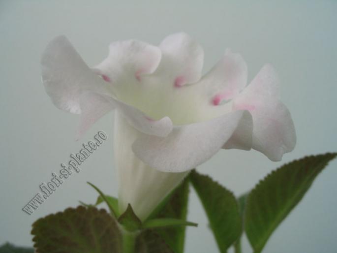 Gloxinia alba cu margine roz 4 - GLOXINIA _ SINNINGIA