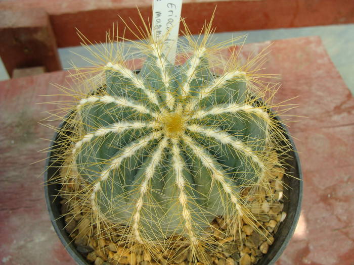 E. magnificus - Notocactus-Parodia