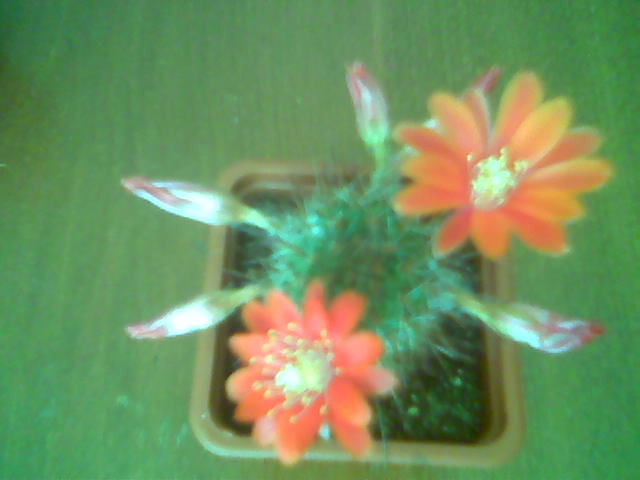 Rebutia ithycantha