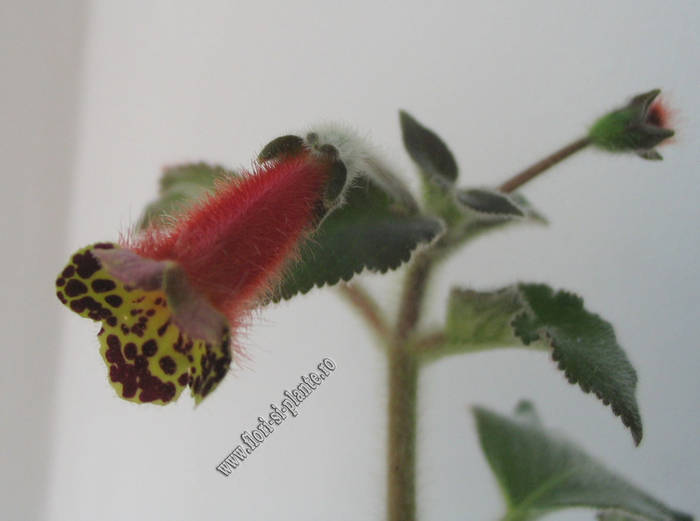 Kohleria Mothers Lipstick 4