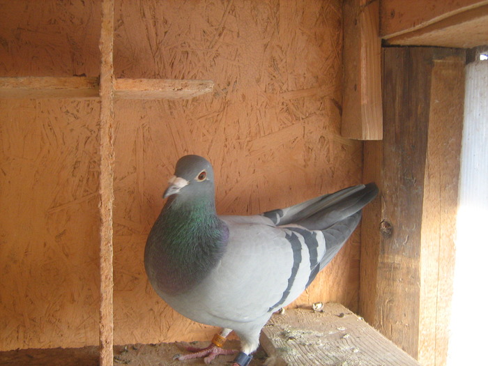 Picture 426 - porumbei mei zburati in 2009
