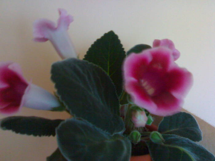 120620091146 - Gloxinia 2009