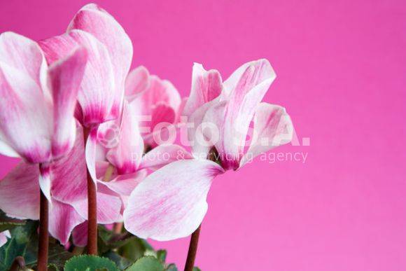 CY31 - Cyclamen