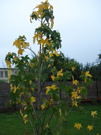 Liquidambar styraciflua (2009, Oct.04) - Liquidambar styraciflua