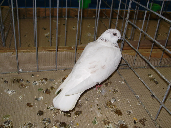 10647 wiener hfl 1 - 1507 partea 6a