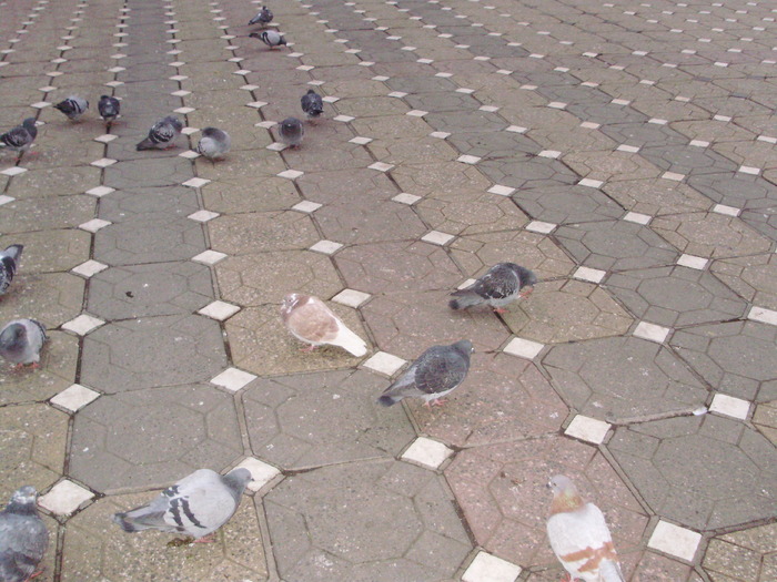 P9040093 - 18g Timisoara