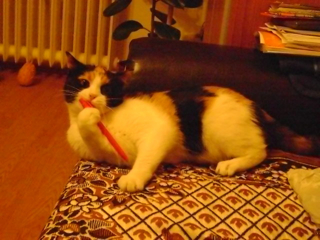 OARE PIXUL SUNA LA FEL CA FLAUTUL?? - PISICA MEA-MIMOZA