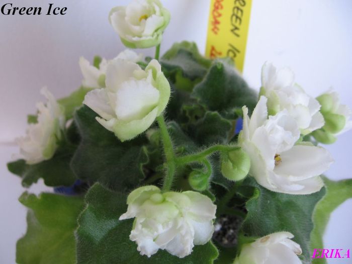 Green Ice 2009 maj 26