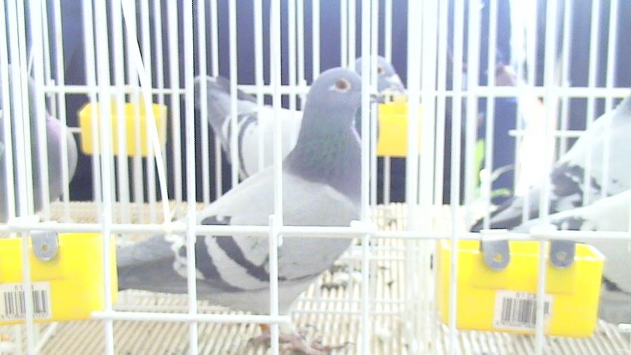 Copy (2) of Picture 995 - balcaniada targoviste 2008