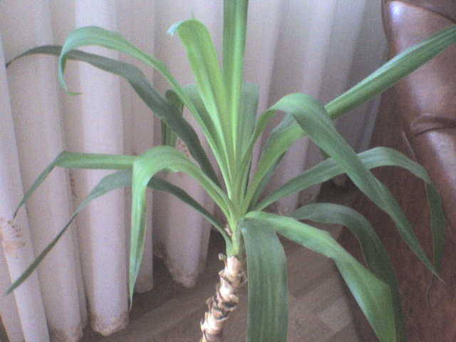 Picture 261 - florile mele