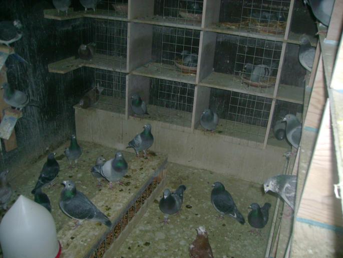 DSC02141 - porumbeii de dupa orele de lucru