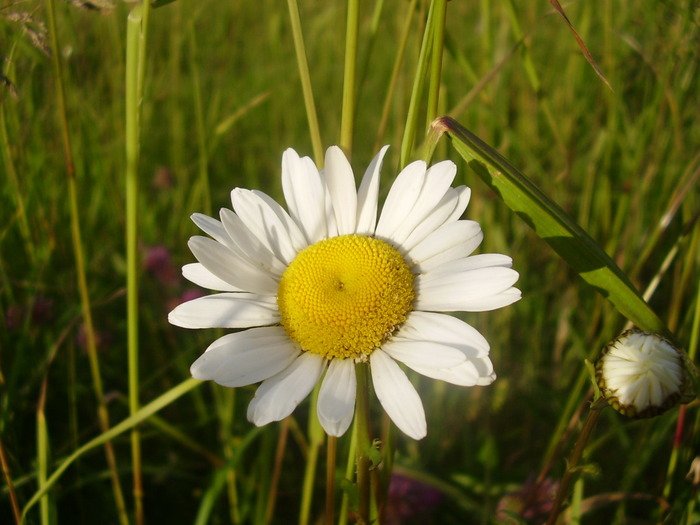 nature (72)