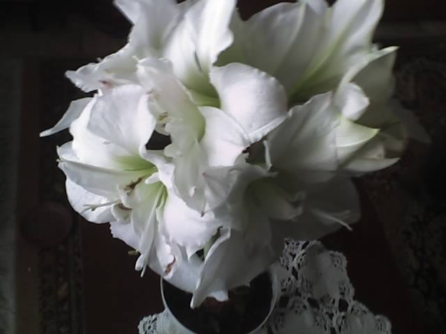 18-03-09_1255 - Flowers