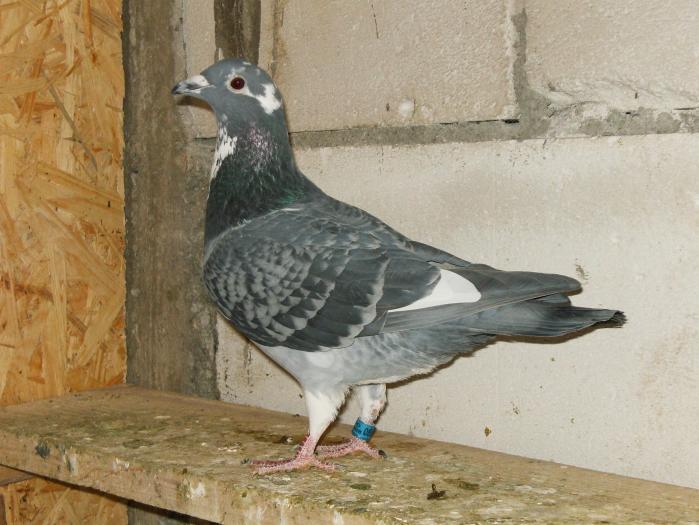 HPIM2221 - porumbei 2009