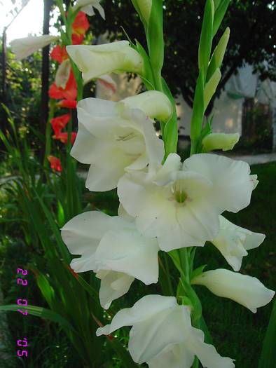 Gladiola alba - Flori 2008