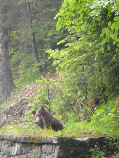 034 - Sinaia mai 2009