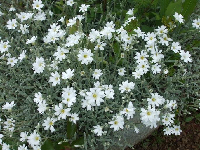 cerastium - gradina