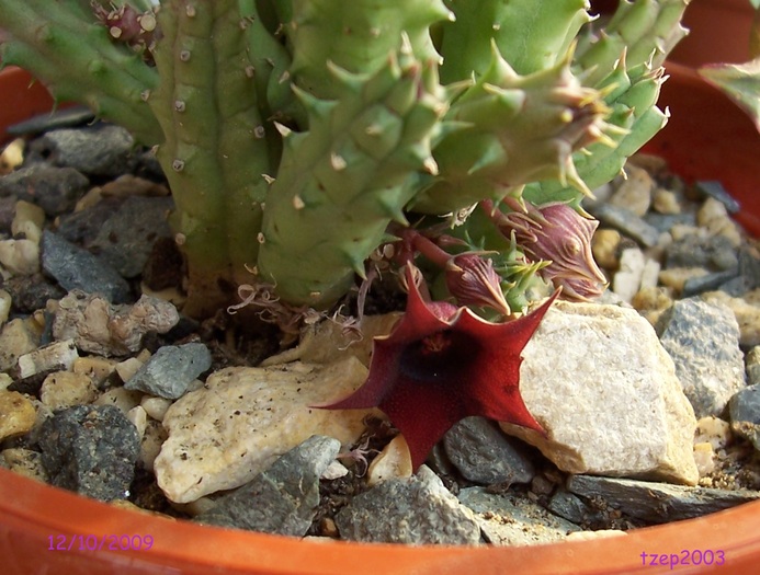 huernia rubra cu floricica