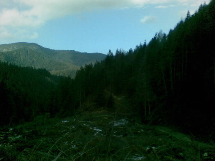 22012009(003) - vanatoare padure