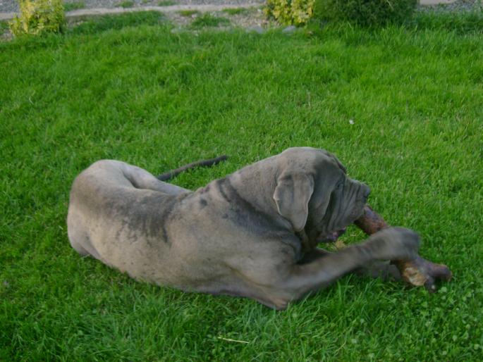 DSC01529 - Poze Mastino IN MEMORIAM