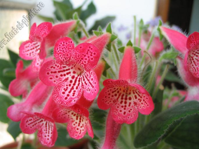 Kohleria Manchu 9