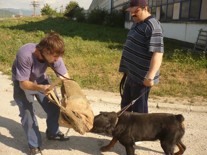 AXEL V KRONSTADER WAPPEN(PONGO; LA TREABA.

