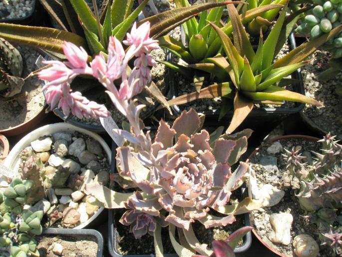 Echeveria saviana fma. rubra