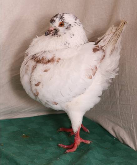 IMG_037  0-1 Grizzli Campioana 2009; Campioana ,2009,la expo.KING CLUB ROMAN,fem. grizzli.
            Vanduta.
