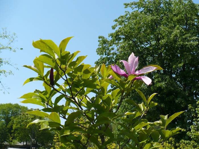 Magnolia - Herastrau 2009 mai 10