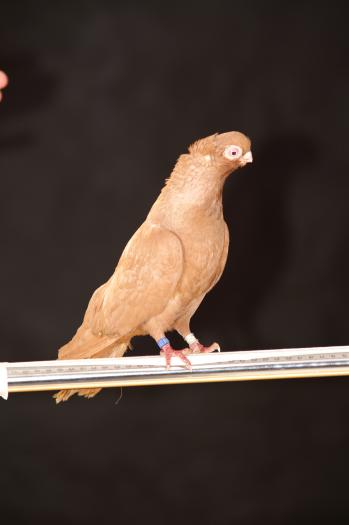 Picture 068 - jucatori de constanta